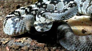 Crotalus molossus  Davis Mt [upl. by Nalat128]