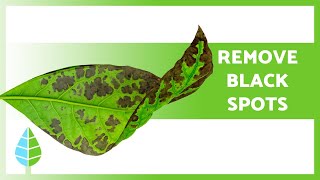 BLACK SPOTS on LEAVES of PLANTS 🍃 3 Causes and Solutions ✅ [upl. by Attaymik831]