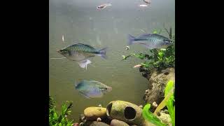 Melanotaenia lacustrisLake Kutubu Rainbowfish [upl. by Llebasi80]