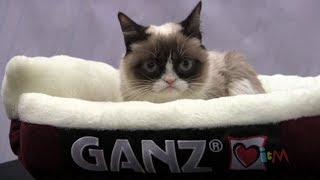 Grumpy Cat at Toy Fair 2014 with new Ganz plushes shirts and other products [upl. by Alleris]