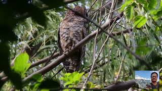 Mottled Wood Owl at Bhigwan [upl. by Verlie]