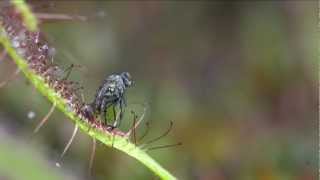 Drosera capensis catches fly © Lothar Lenz [upl. by Aileen273]