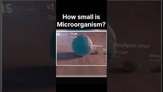 How Small Are Microorganisms Prepare to Be MindBlown 🌍🔬 MicroWorld ScienceFacts MindBlown [upl. by Adym]