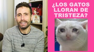 ¿Los gatos lloran cuando están triste [upl. by Barbra593]