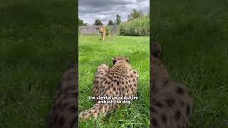 The girl adopted a motherless cheetah animals cheetah rescue heartwarming [upl. by Llehsim]