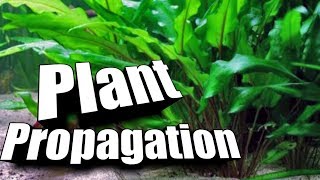 How to quotPropagatequot Cryptocorynes  Easy Guide to Aquarium Plants [upl. by Airitak]