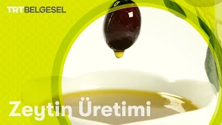 Zeytin Üretimi  Yiyeceğin Serüveni  TRT Belgesel [upl. by Dnartreb]