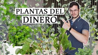 Las 8 plantas del dinero [upl. by Ahsilahk14]