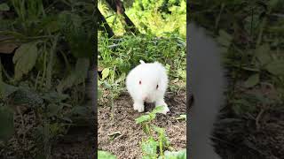 🤓🤓🤓 rabbitfarming agriculture cute rabbitfood bunny petrabbit pets animals rabbitry [upl. by Innattirb]