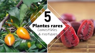 1 Forêt comestible  5 plantes rares et rustiques en climat tempéré [upl. by Ahtebbat184]