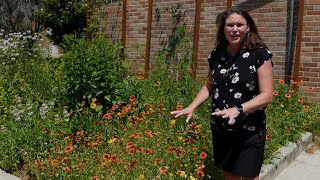 Get It Growing Mesa Gaillardia is an excellent pollinator plant [upl. by Sella]