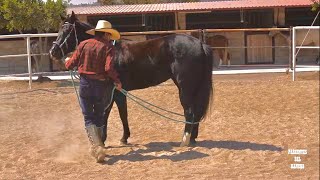 ARRENDANDO UN CABALLO PASO POR PASO CON MARTIN LOZA parientesdelrancho caballoscuartodemilla [upl. by Seema638]