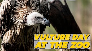 Vulture Day at the Zoo [upl. by Donoho]