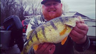 Giant Lake Erie Perch2 Man Limit [upl. by Kcirederf889]