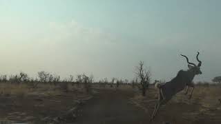 30092024 Hwange NP Kudo crossing YT [upl. by Mir637]