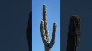 Picacho Peak State Park [upl. by Booma567]