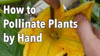 Hand Pollination How to Pollinate Plants by Hand [upl. by Nac]