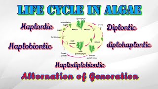 Life cycle of algae  Alternation of generation  Life cycle of Ulva [upl. by Nil]