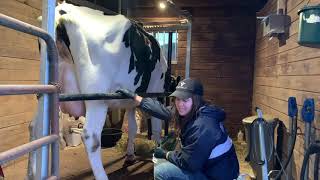 Milking cows in a horse barn [upl. by Linus]