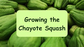 Growing the Chayote Squash [upl. by Ocnarf]