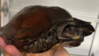 How to Deworm your Turtle Tortoise  Precautionary deworming Heosemys spinosa [upl. by Dacia]