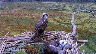 02 April  Aran amp Blue372s mating attempts and skydancing  ©️BywydGwylltGlaslynWildlife [upl. by Hoebart]