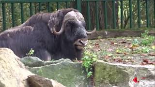 AlaskaMoschusochsen im Tierpark Berlin [upl. by Asirak924]