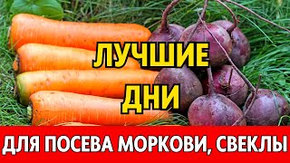 Когда сеять морковь свеклу редис весной 2024 по лунному календарю Лунный посевной календарь 2024 [upl. by Eelamme439]