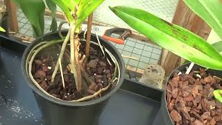 Angraecum Crestwoodparentage and Angaecum cultivation [upl. by Kciredorb5]