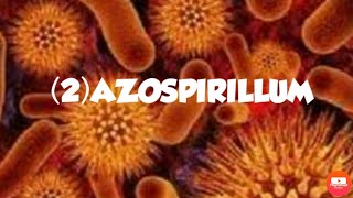 AZOSPIRILLUMFREE LIVING NITROGEN FIXING BACTERIA [upl. by Okika940]