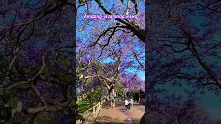 Kirribilli’s jacarandatree vibes nature [upl. by Ponton]