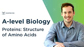 Proteins Structure of Amino Acids  Alevel Biology  OCR AQA Edexcel [upl. by Bartel809]