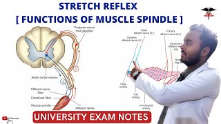 Stretch Reflex  Functions of muscle spindle CNS Physiology [upl. by Ahsoyek319]