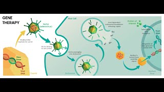 Viral Vectors Overview [upl. by Ardnuasac]