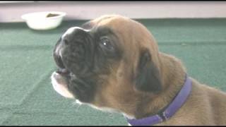 Boxer Puppies Howl in HD [upl. by Arrac]