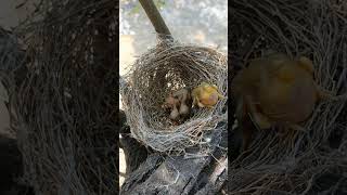 Feeding Frenzy Baby Black Drongos in Action shortsfeed ytshorts [upl. by Eberto]