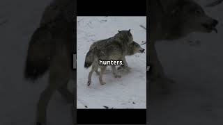 🐺 Dire Wolves The RealLife ‘Game of Thrones’ Beasts facts animals wolves gameofthrones [upl. by Stricklan]