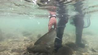 New Zealand Fly Fishing Trip 2018  North Island  Lake Taupo Region inc backcountry [upl. by Nylsej375]