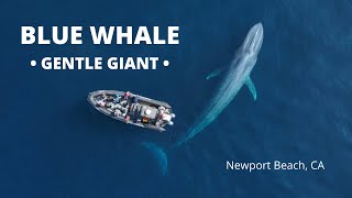 MASSIVE BLUE WHALE NEXT TO BOAT  Newport Beach CA  Newport Coastal Adventure Ultimate Whale Watch [upl. by Eittocs]