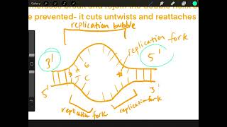 Complete Guide to DNA Replication AP Biology DNA and protein series pt2 [upl. by Nniuq]