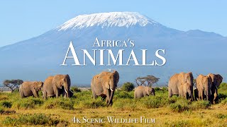 Africas Animals 4K  Scenic Wildlife Film With Inspiring Music [upl. by Jeth405]