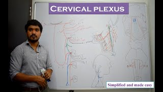 Cervical plexus Anatomy  Explained [upl. by Eirotal]