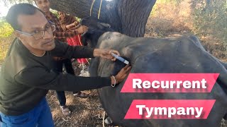 Recurrent Tympanybufaloanimal treatment [upl. by Myra]