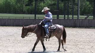 Epic Success in 20 Days Snaffle Bit Basics with Neches Day 4 Preview [upl. by Nanreik]