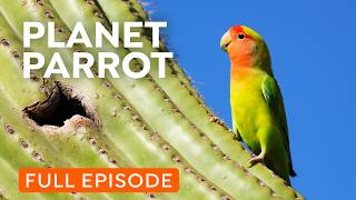 Wild Parrots Taking Over Your City  Full Documentary [upl. by Etnemelc]