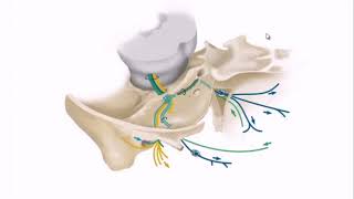 Nervus facialis Yuz nervi Mediators team [upl. by Jd]