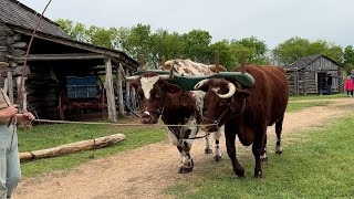 Barrington Plantation Beasts of Burden Program [upl. by Noyek196]