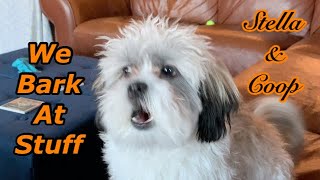 We bark at stuff  Shih Poo puppies  67 months [upl. by Eatnahc149]