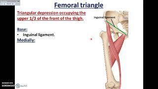 Overview of Lower Limb 31  Boundaries of the Femoral Triangle  Dr Ahmed Farid [upl. by Eilahs]