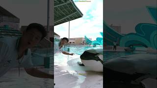 Dolphins come to the water create havoc  crazy pooja  shortvideo [upl. by Maillil]